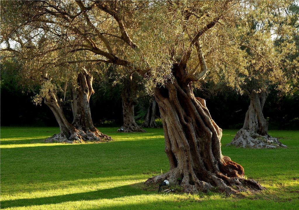 Olivastro Villa Lefkáda المظهر الخارجي الصورة